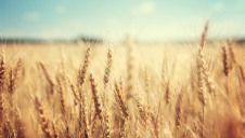 The firm produces a swathe of commodities including oilseeds, corn, wheat flour and cocoa.